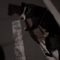 振り返る犬