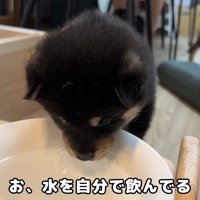 上手に水を飲めています