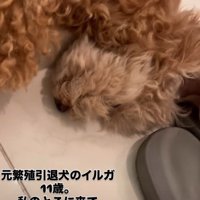 幸せいっぱいのイルガちゃんでした！
