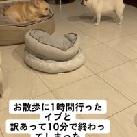 爪のアクシデントで自分だけ散歩が短く、お怒りのもち子さん