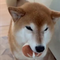 しいたけ