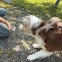 また魚に興奮するガルちゃん