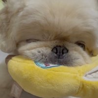 お気に入り