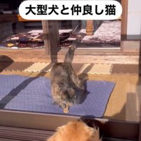 仲良しな大型犬と猫