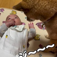 息子さんを見つめるきなこちゃん1
