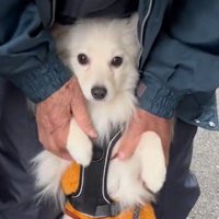 老年男性に前足を触られながら飼い主を見つめる犬