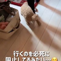 足にまとわりつく犬