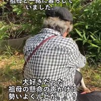 体を擦り寄せる犬