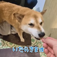 シャンプーをするスティーブくん⑩