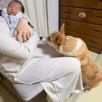 まじまじと赤ちゃんを見つめるコーギー