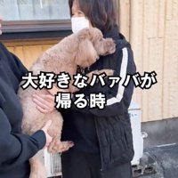 おばあちゃんの方へ身を乗り出す犬