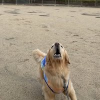 投げる