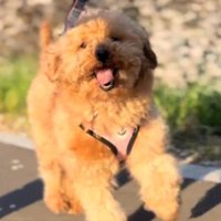 桜並木を笑顔で駆ける犬