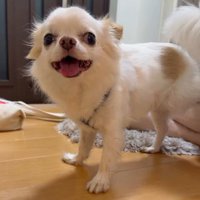 散歩を終えて笑顔のルークくん