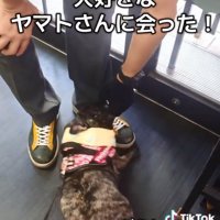手にじゃれつくヴィヴィちゃん