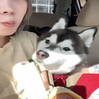 匂いを嗅ぐ犬
