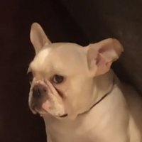 横目でこちらを見る犬