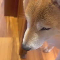 部屋から様子をうかがうポンちゃん