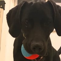 階段上でボールを咥える犬