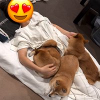 寝ようとする次女を取り合う豆柴たち