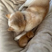 眠る犬と猫4