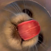 舌なめずりする小型犬