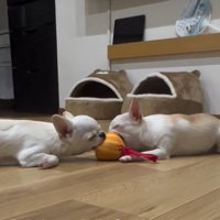 寝てしまった2匹2