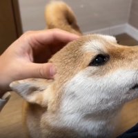 なでられる犬4