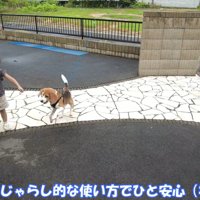 ちょっかいを掛け続けています