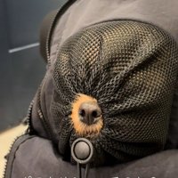 リュックに入るポテトちゃんとウニちゃん8