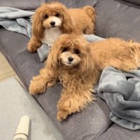 普段はとっても可愛いよ