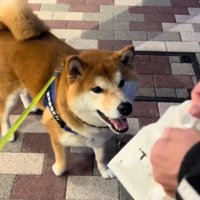 おもちゃを買ってほしいどんちゃん7