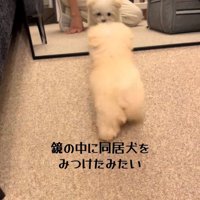 鏡に映る犬に向かって走る犬
