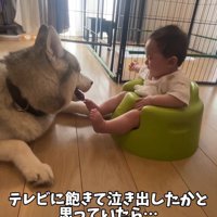 お互いを見つめ合う犬と赤ちゃん