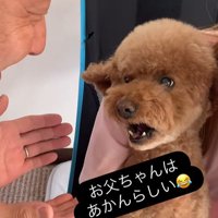 ドルくんの家族への態度の差9