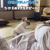 布団をそっと撫でる小型犬