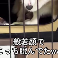 ケージに入れたときのこと…