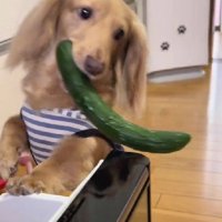 しばらく様子を眺めていると…