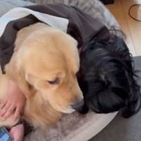 心配そうなお顔