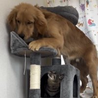 小さなステップに乗る犬