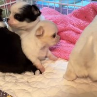 激しいじゃれ合いにビクビク…