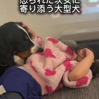 「大丈夫？元気出して」とペロペロ…