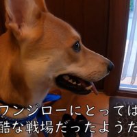 パック中のお母さんを見たワンジローくん5