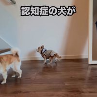 階段の上に吠える