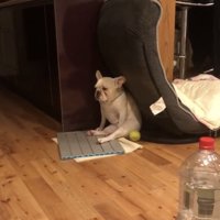 部屋の隅で座り込む犬