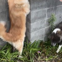 塀越しに迎える犬たち