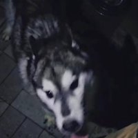 鎖に繋がれたまま…