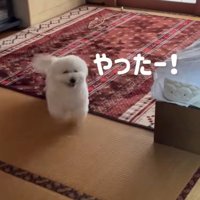 笑顔で飼い主に近寄る犬