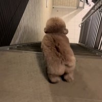 飼い主を見つけた小型犬
