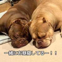 眠る2匹の犬